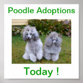 Toy Miniature Poodle Dog Adoptions Today Sign ポスター (正面)