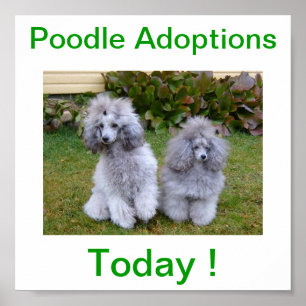 Toy Miniature Poodle Dog Adoptions Today Sign ポスター
