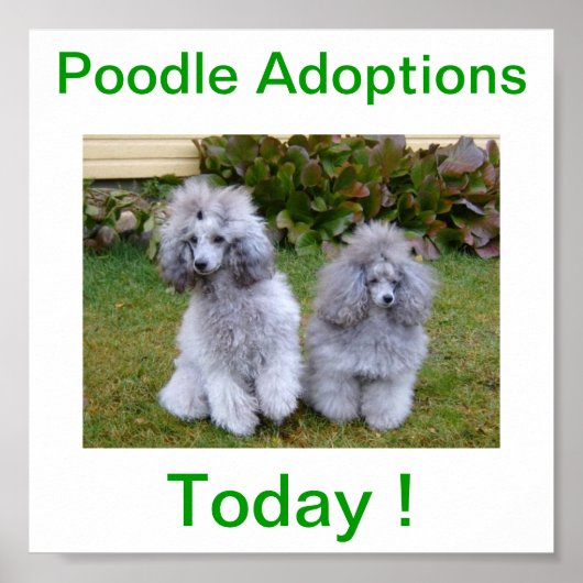 Toy Miniature Poodle Dog Adoptions Today Sign ポスター (正面)