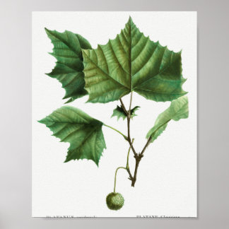 Traのアメリカンシカモア(Platanus occidentalis) ポスター