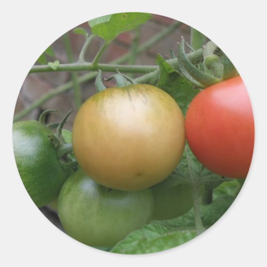 Traffic Light Tomatoesスタンプ ラウンドシール (正面)