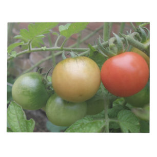 Traffic Light Tomatoesメモ帳 ノートパッド