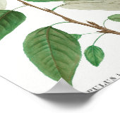 Traite deのBalsam poplar (Populus balsamifera) ポスター (角)