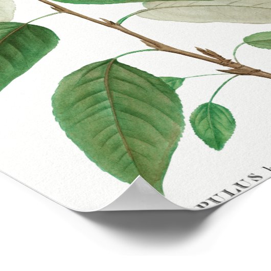 Traite deのBalsam poplar (Populus balsamifera) ポスター (角)