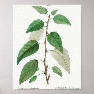 Traite deのBalsam poplar (Populus balsamifera) ポスター