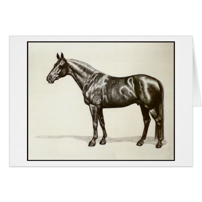 Trakehnerの種馬 (正面横)