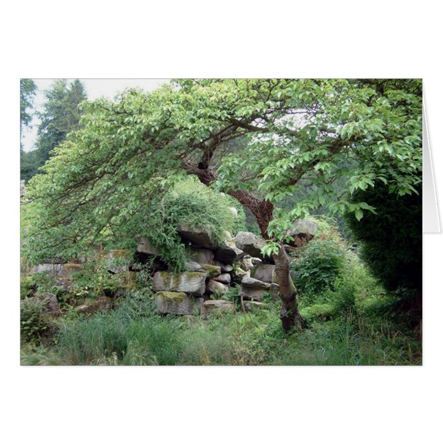 Tranquaility (正面横)