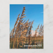 Travel | Florida - Anastasia State Park Sea Oats ポストカード (正面)