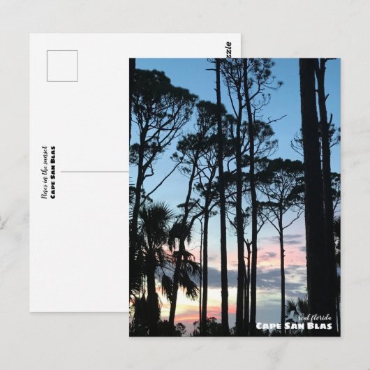 Travel | Florida - Cape San Blas Pines Sunset ポストカード (正面/裏面)