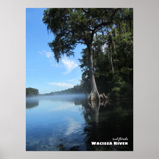 Travel | Florida - Old Cypress Tree, Wacissa River ポスター (正面)