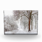 Tree Alley | Stupinigi Parc, Italy フォトブロック (正面)