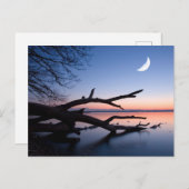 Tree at Starnberg Lake | Muensing Bavaria Germany ポストカード (正面/裏面)