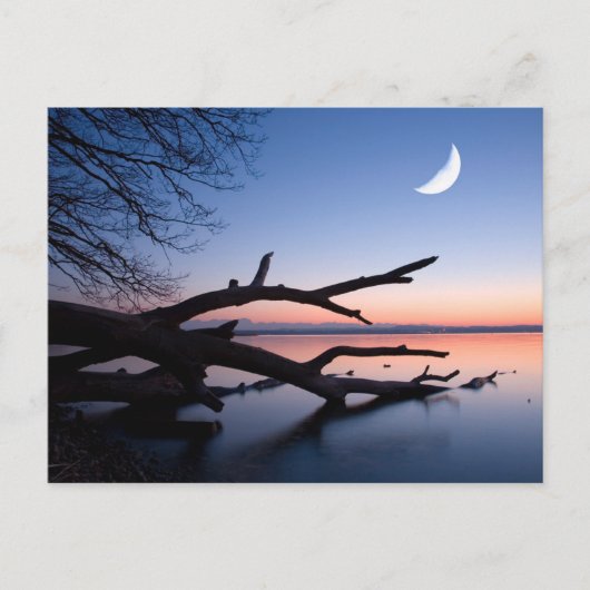 Tree at Starnberg Lake | Muensing Bavaria Germany ポストカード (正面)