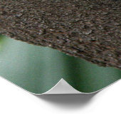 Tree Australiaのポスターコアラ ポスター (角)