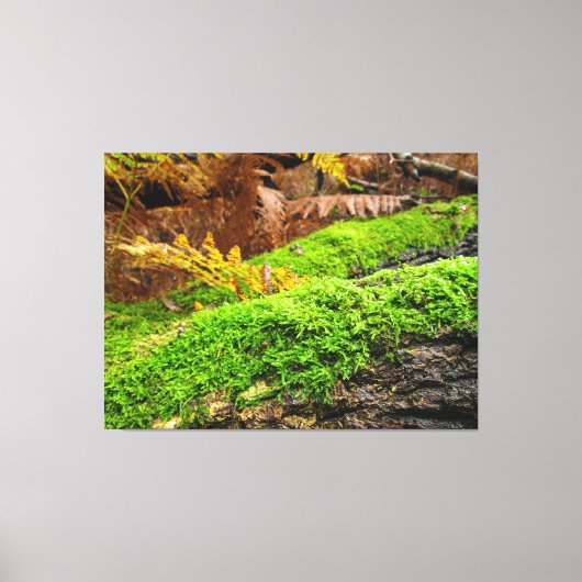 Tree Bark in Autumn Moss - キャンバスプリント (正面)
