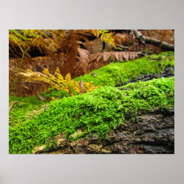 Tree Bark in Autumn Moss - Personalised ポスター