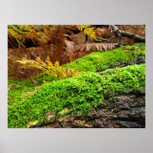Tree Bark in Autumn Moss - Personalised ポスター (正面)