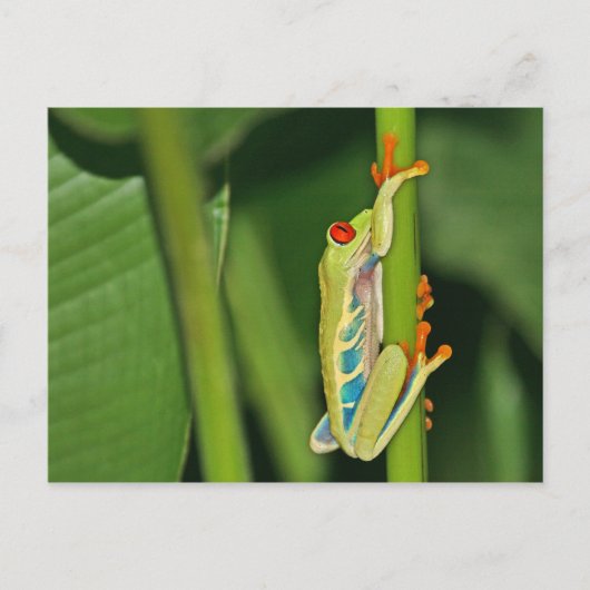 Tree Frog写真 ポストカード (正面)