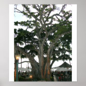 Tree Honolulu, Hawaii Waikiki beach ポスター (正面)