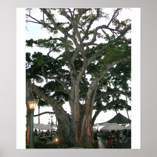 Tree Honolulu, Hawaii Waikiki beach ポスター (正面)