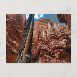 Tree-in-a-tree Navajo Loop atブライス・キャニオン ポストカード