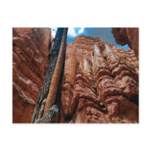 Tree-in-a-tree Navajo Loop atブライス・キャニオン