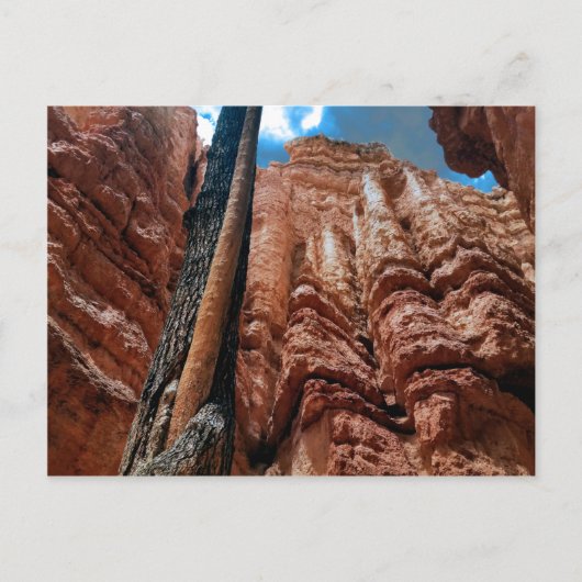 Tree-in-a-tree Navajo Loop atブライス・キャニオン ポストカード (正面)