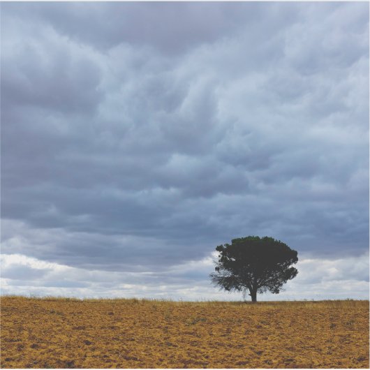 Tree in an empty field シール (正面)