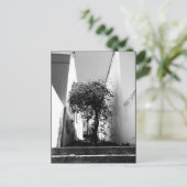 「Tree In Cape Town」 JTGアートハガキ ポストカード (スタンド正面)