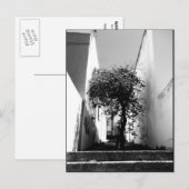 「Tree In Cape Town」 JTGアートハガキ ポストカード (正面/裏面)