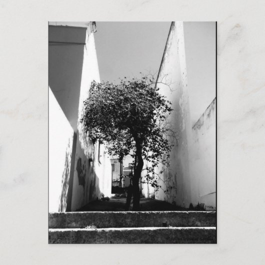 「Tree In Cape Town」 JTGアートハガキ ポストカード (正面)