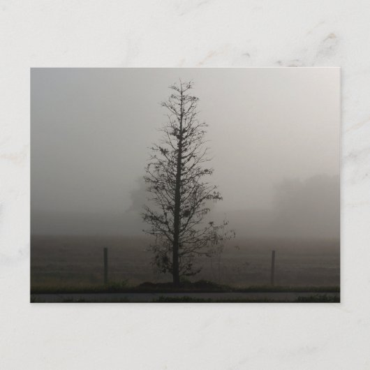 Tree in Fog 038ポストカード ポストカード (正面)
