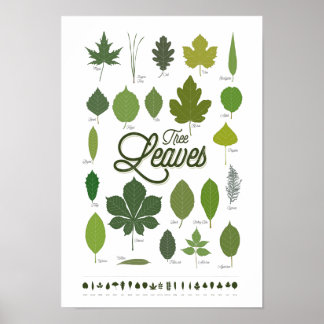 TREE LEAVES póster ポスター
