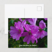 Tree Mallow Postcard ポストカード (正面/裏面)