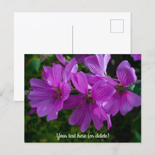 Tree Mallow Postcard ポストカード (正面/裏面)