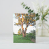 Tree Nymphはがき ポストカード (スタンド正面)