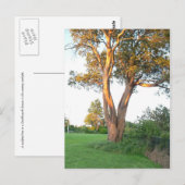 Tree Nymphはがき ポストカード (正面/裏面)