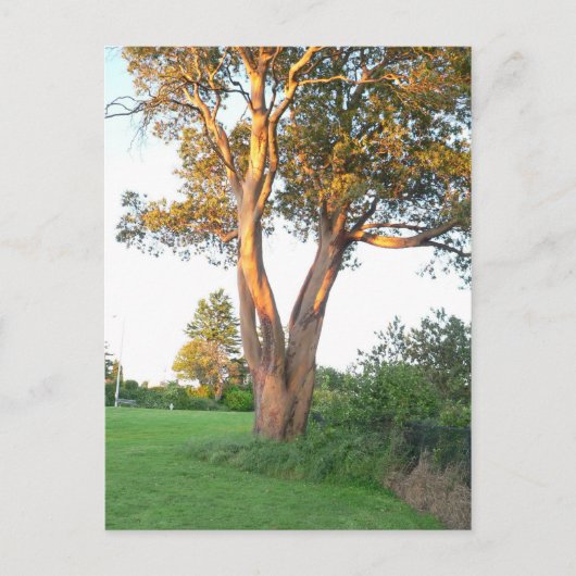 Tree Nymphはがき ポストカード (正面)