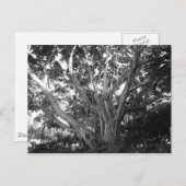 Tree of Lifeはがき ポストカード (正面/裏面)