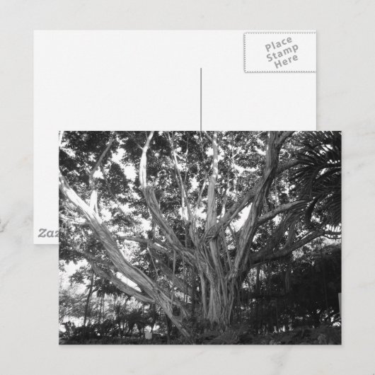 Tree of Lifeはがき ポストカード (正面/裏面)