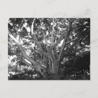 Tree of Lifeはがき ポストカード