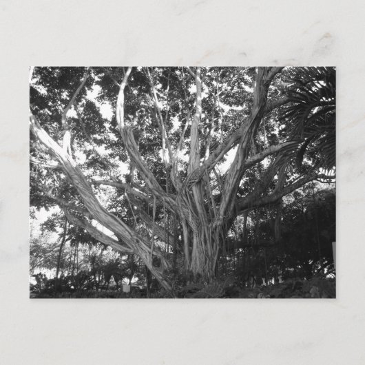 Tree of Lifeはがき ポストカード (正面)