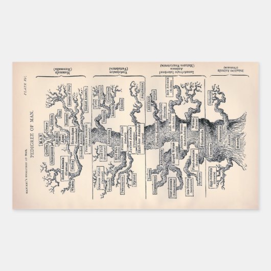 「Tree of Life」 1859イラストレーションby Ernst Haeckel 長方形シール (正面)