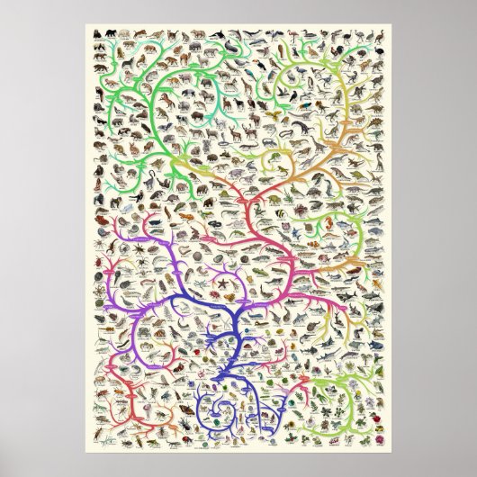 Tree of Life Darwinian Theory of Evolutionポスター ポスター (正面)