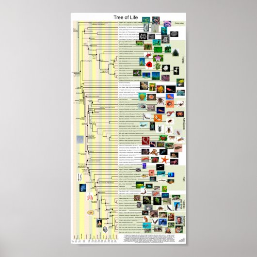 Tree of Life evolutionポスター ポスター (正面)