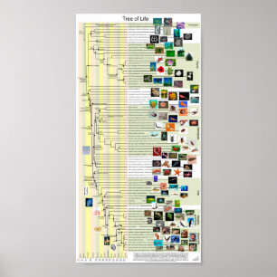 Tree of Life evolutionポスター ポスター