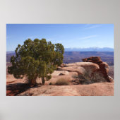 Tree Out of Red Rocks II at Canyonlands ポスター (正面)
