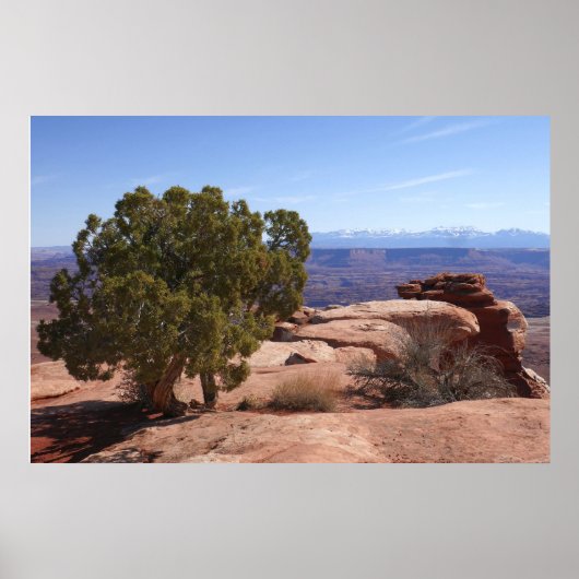 Tree Out of Red Rocks II at Canyonlands ポスター (正面)