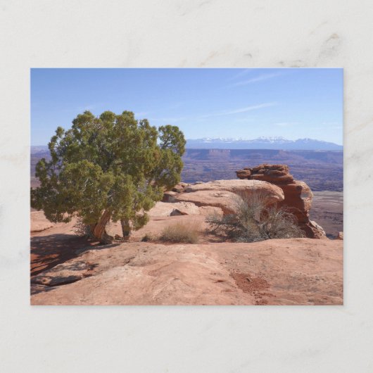 Tree Out of Red Rocks II at Canyonlands ポストカード (正面)