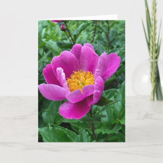 Tree Peony Blank Note Card シーズンカード